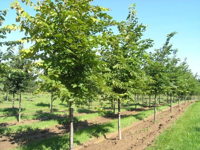 Ulmus americana ‘Valley Forge’